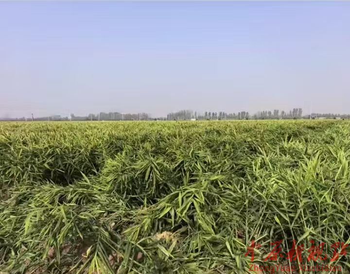 葉縣：九龍街道 孟南村生姜大獲豐收